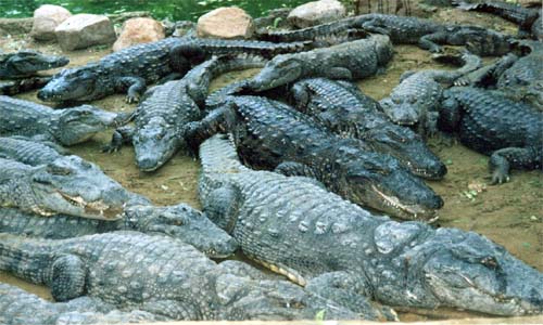 Madras Crocodile Bank Trust